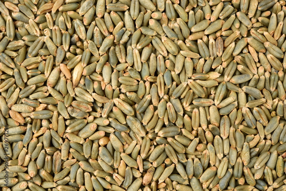 organic whole grain wheat kernels on white background organic whole grain wheat kernels on white background