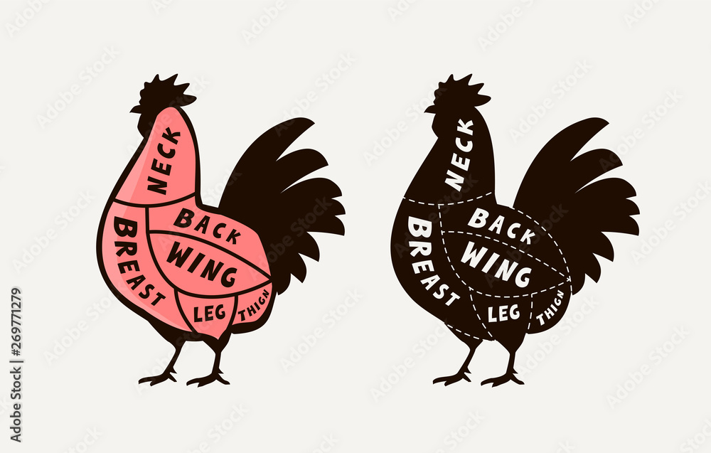 Diagram guide for cutting meat rooster, butcher shop. Chicken vector illustration