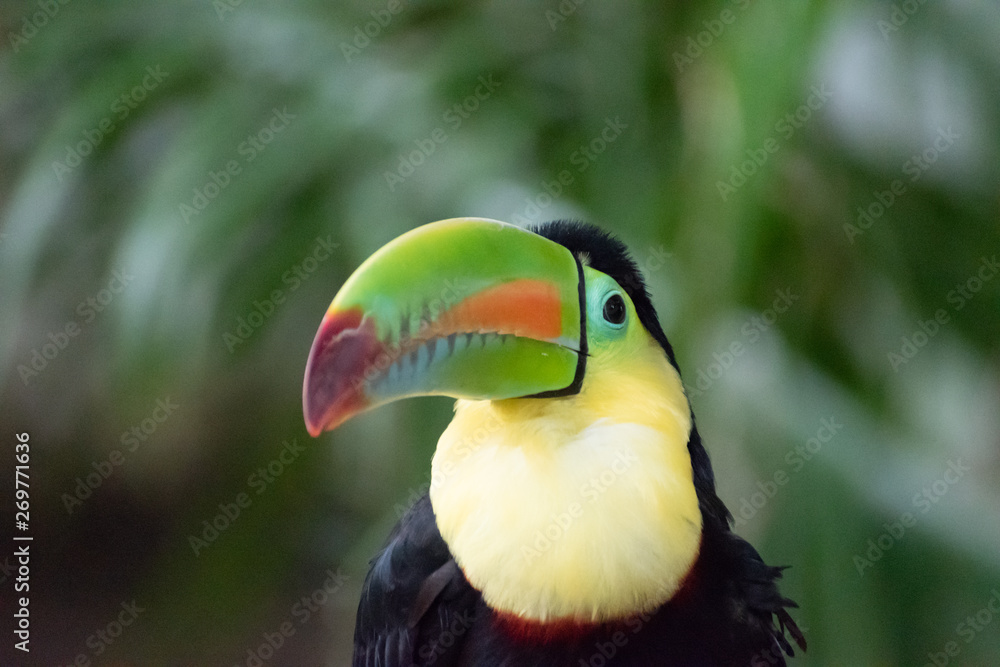 Obraz premium Tucan