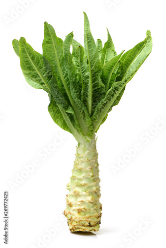 Asparagus lettuce on white background  photo