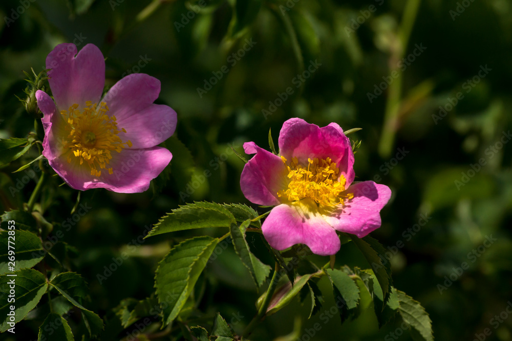 wild rose (Rosa Canina) bush. wild rose (Rosa Canina) bush.