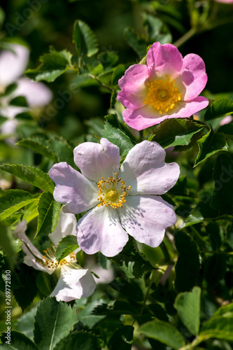 wild rose (Rosa Canina) bush.
