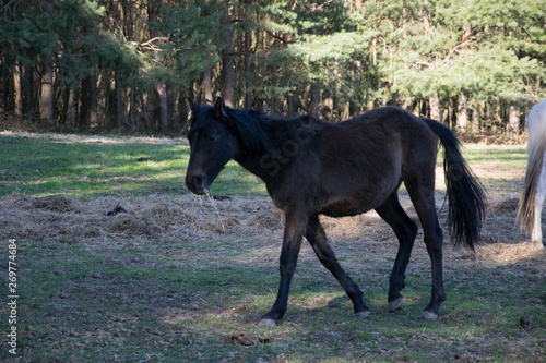 horse in the field