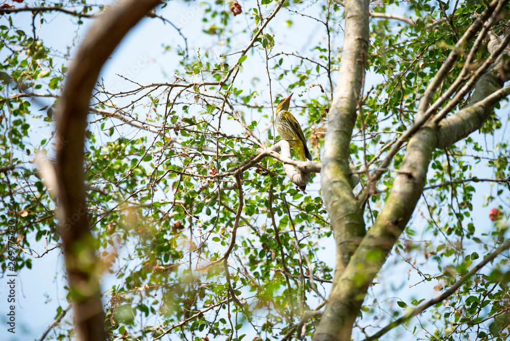 Fototapeta premium Black - naped oriole