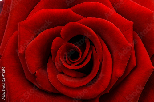 A close up macro shot of a red rose background