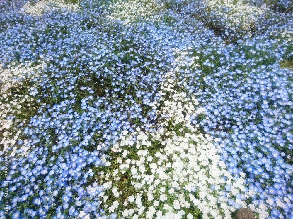 花畑 花畑