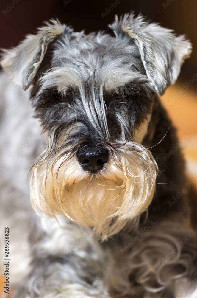 Portrait of a schnauzer at home