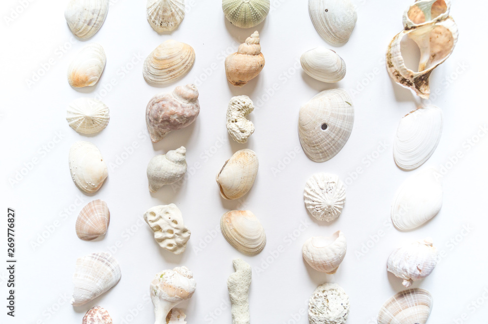 Seashells and corals collection flat lay still life are natural material.