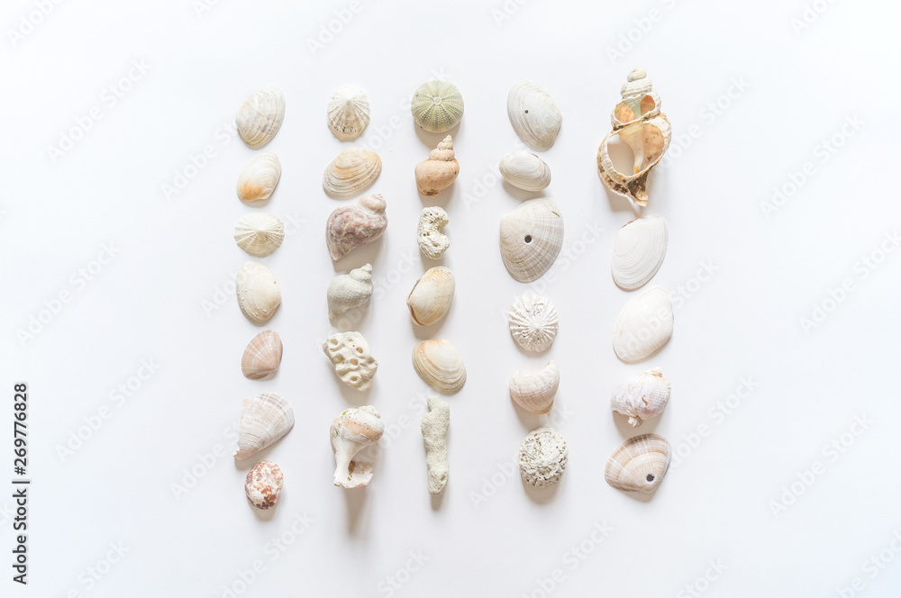 Seashells and corals collection flat lay still life are natural material. Seashells and corals collection flat lay still life are natural material.