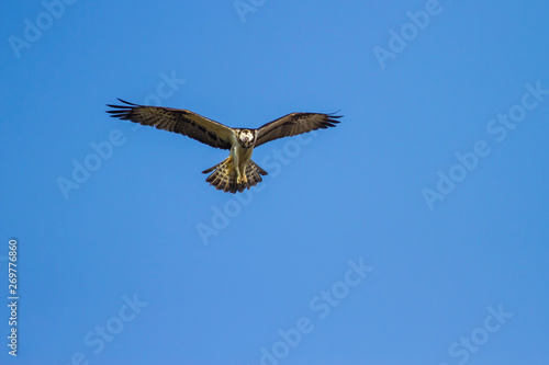 Fliying osprey. Blue sky background.