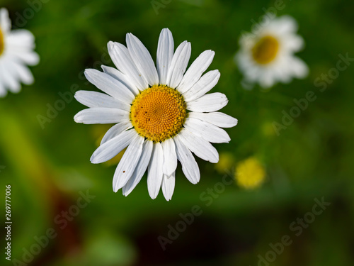 Daisy is shining for people be happy
