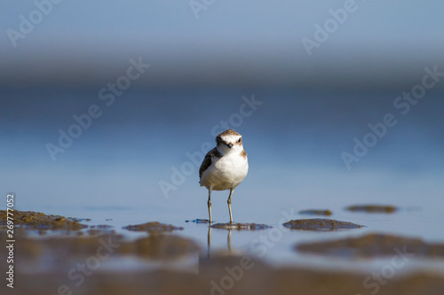 Water nature and water birds. Nature habitat background. photo