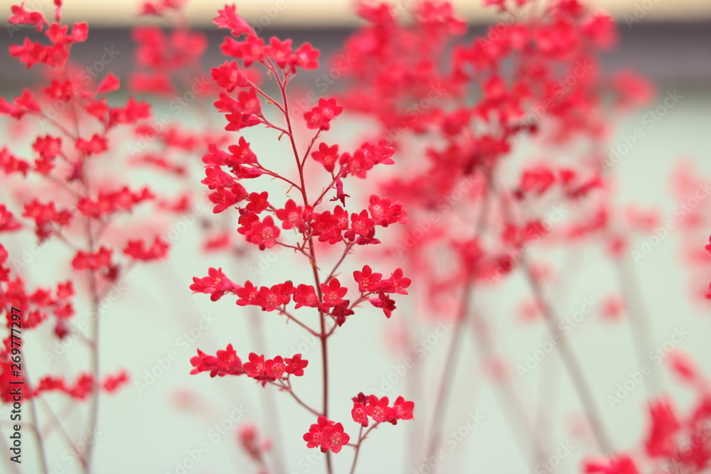 red , yellow flowers in nature and Impressive flower backgrounds Gorgeous colorful flowers in nature red , yellow flowers in nature and Impressive flower backgrounds Gorgeous colorful flowers in nature