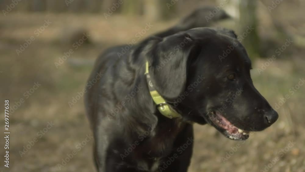 Close up on happy, attentive black Labrador dog wagging it's tail with bokeh forest woodland background, Autumn, fall colours. Close up on happy, attentive black Labrador dog wagging it's tail with bokeh forest woodland background, Autumn, fall colours.