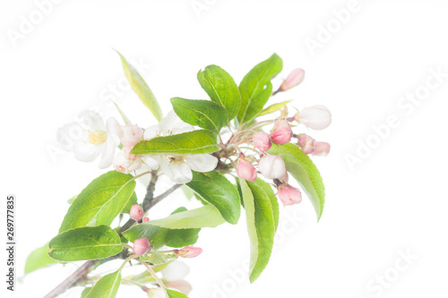 Pink & White Apple Flowers