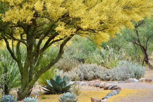 Blooming Palo Verde and Agave Arizona Landscape