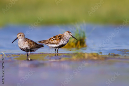 Water nature and water birds. Nature habitat background. photo