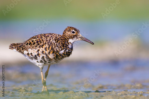 Water nature and water birds. Nature habitat background. photo