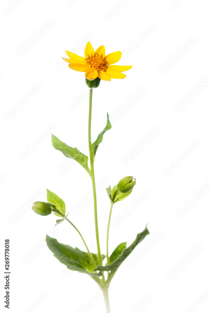 Heart Leaved Arnica Plant - Isolated on White Heart Leaved Arnica Plant - Isolated on White