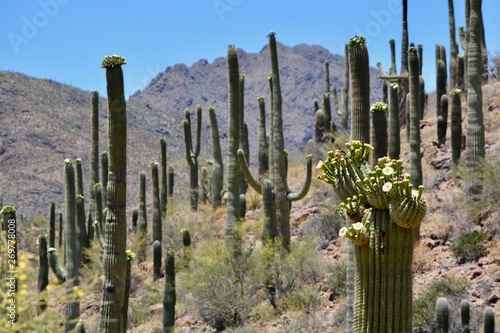 Blooming Saguaro Cactus Tucson Mountains Arizona Desert Sonoran Flower Bloom