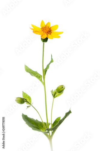 Heart Leaved Arnica Plant - Isolated on White photo
