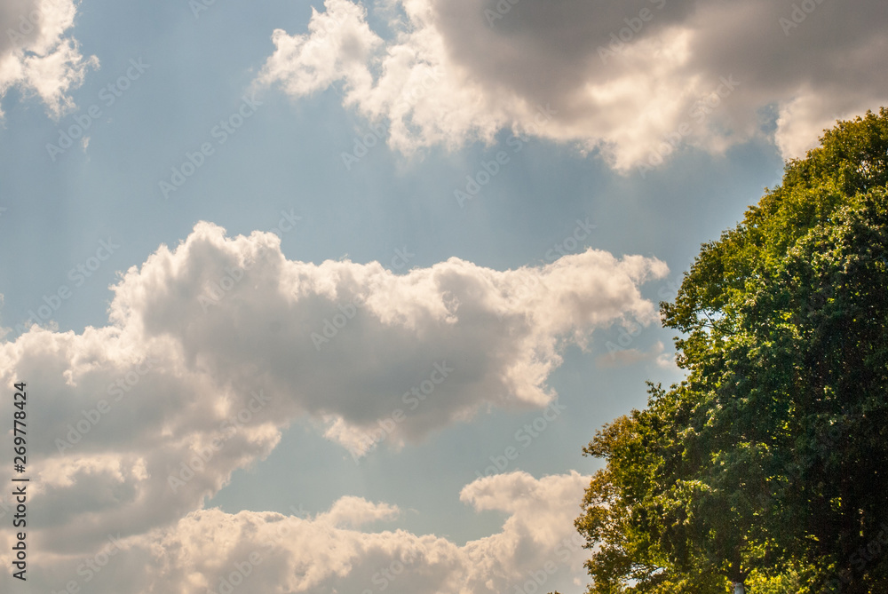 A large tree with a beautiful sky backdrop in the Hampstead Heath, London. A large tree with a beautiful sky backdrop in the Hampstead Heath, London.