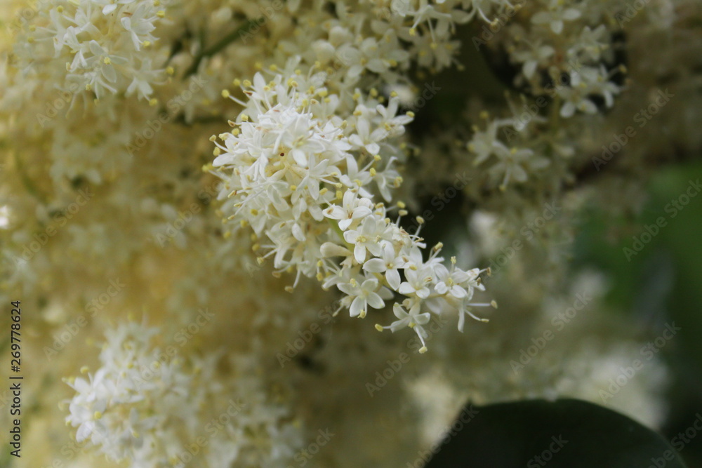Cluster of Petals Cluster of Petals