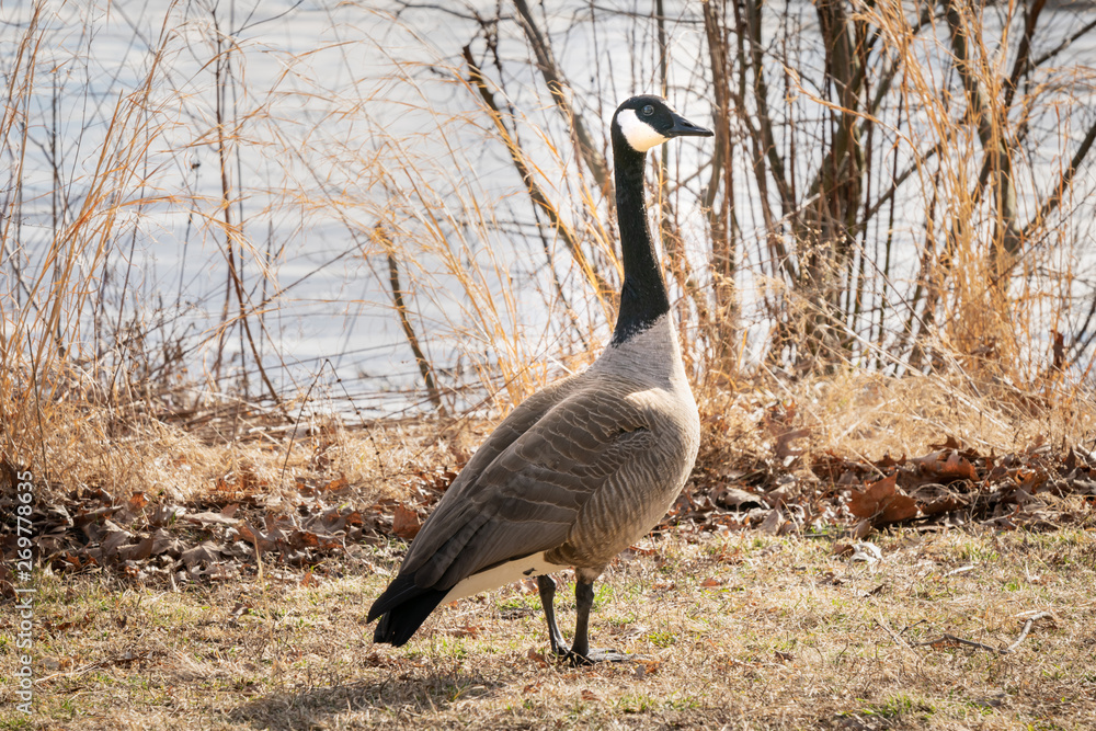 Adult Canadian Goose in its natural environment Adult Canadian Goose in its natural environment