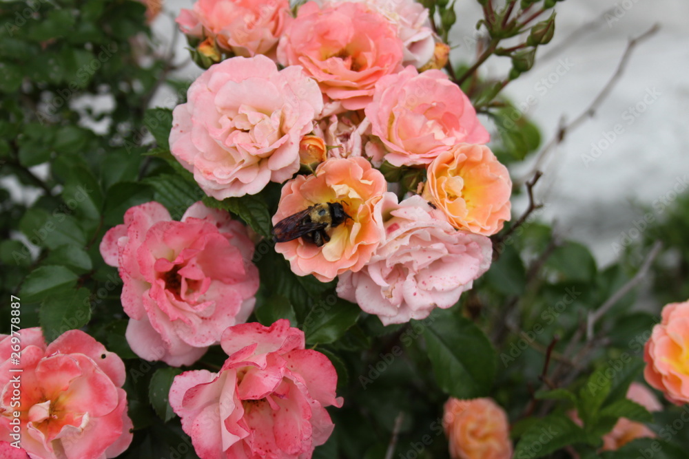 Obraz premium Roses and Bumble Bee 2019