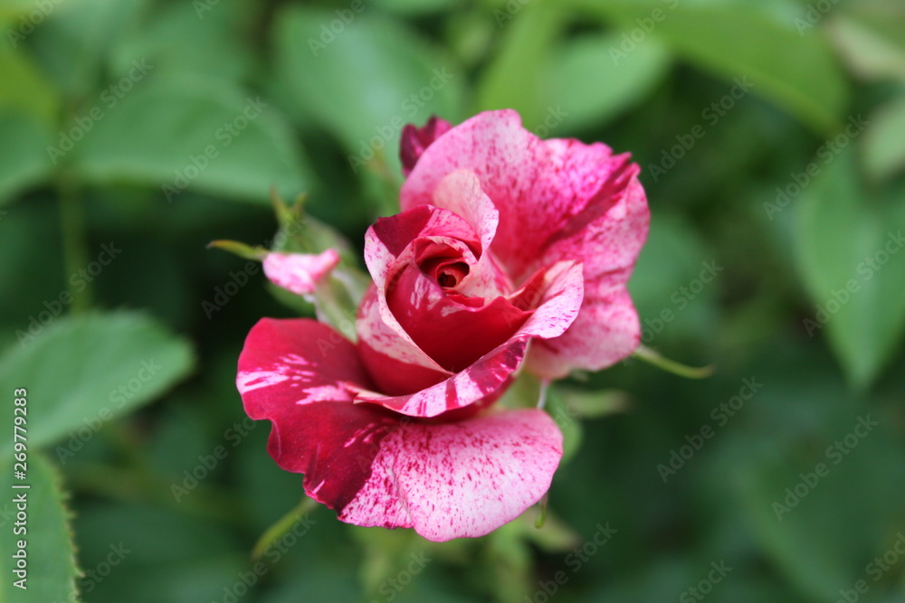 Variegated Rose Petals 2019