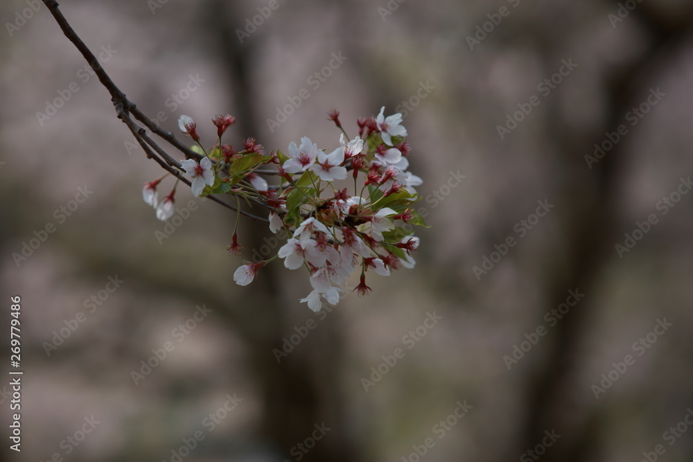 Spring Love Flowers