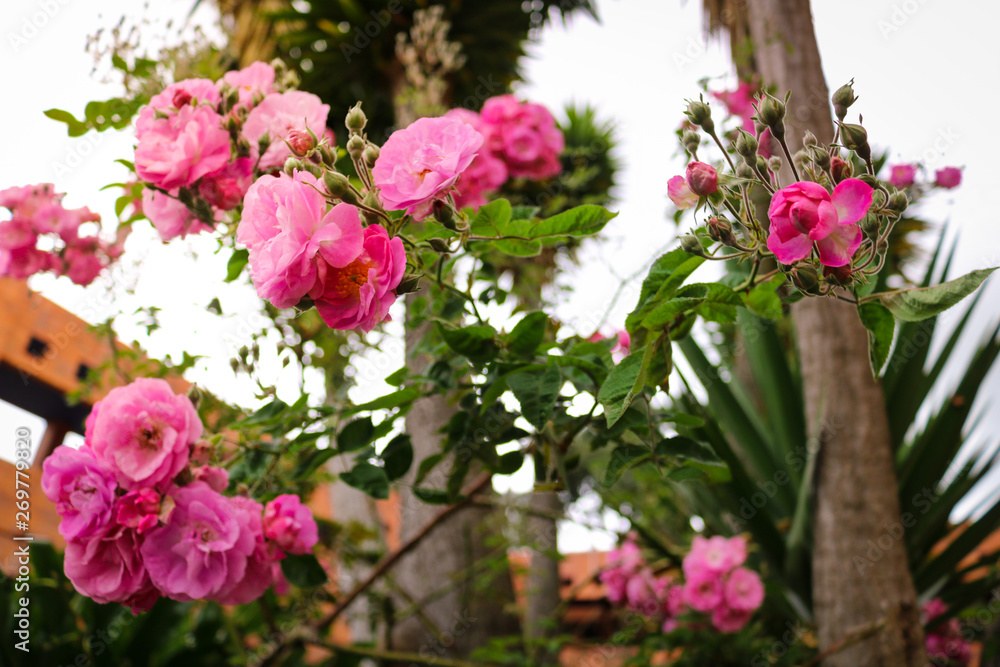 Jardín flores rosadas Jardín flores rosadas