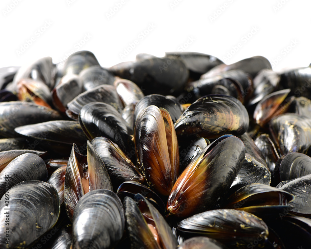 Fresh mussel on white background Fresh mussel on white background
