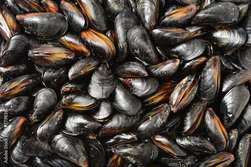 mussel background photo
