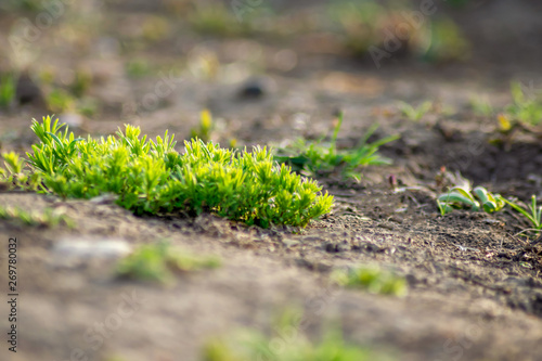 new, fresh grass sprouts from the ground in spring