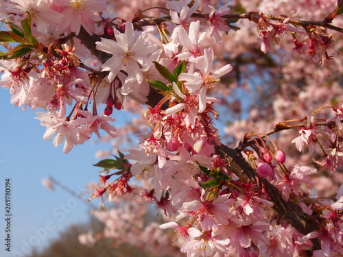 rosebud cherry blossom (a species of yoshino cherry blossom) 