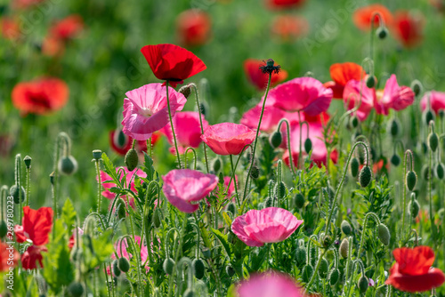 Red and pink flower of corn poppy, Papaver rhoeas