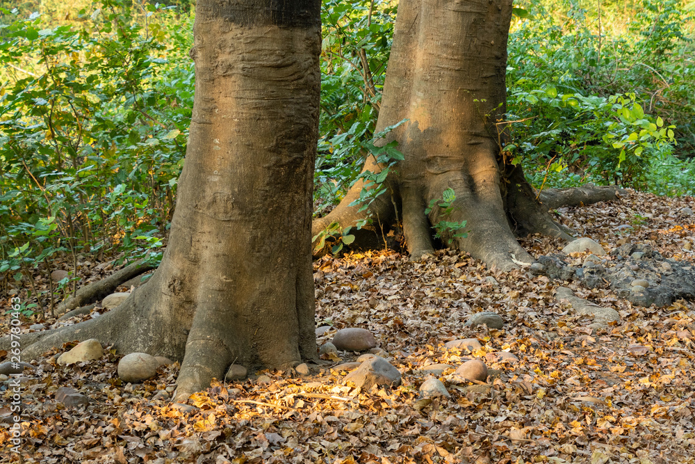 Obraz premium Trees trunk at road side