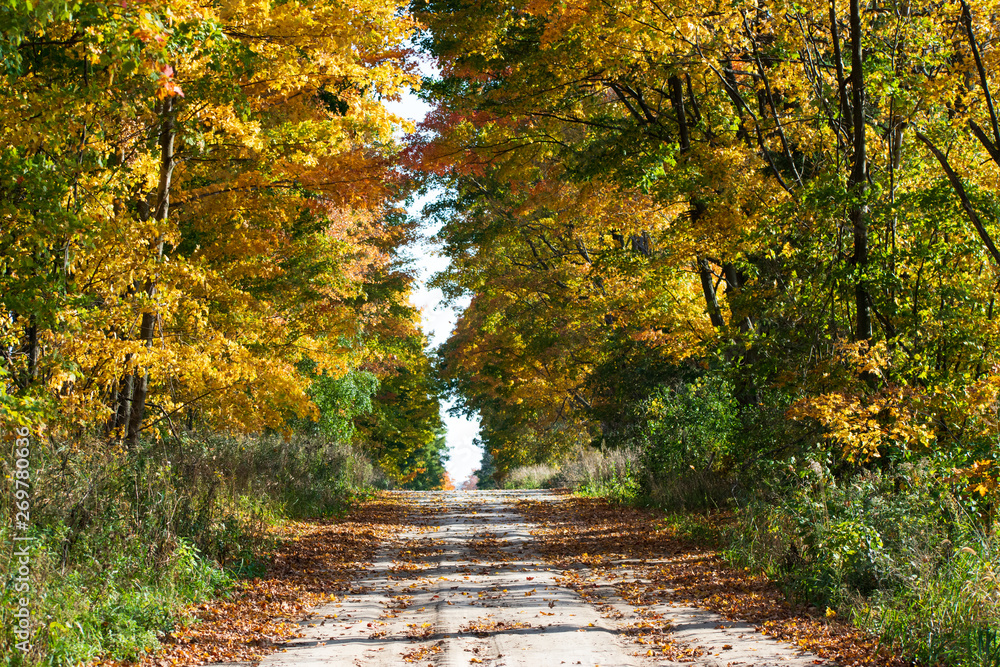 autumn in country lane