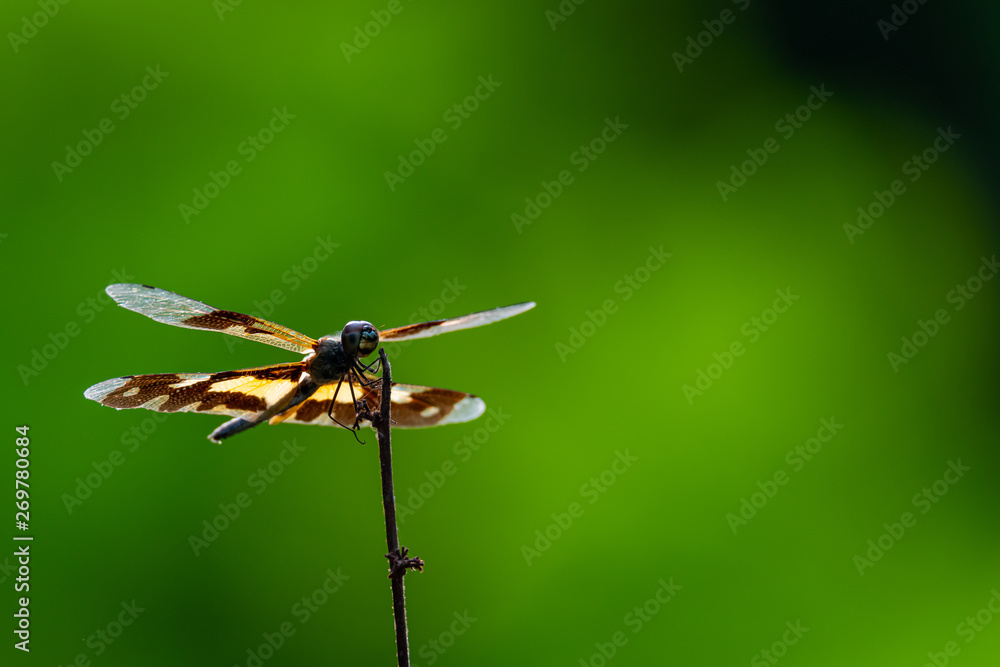Rhyothemis variegata dragonfly perching on a dry perch Rhyothemis variegata dragonfly perching on a dry perch