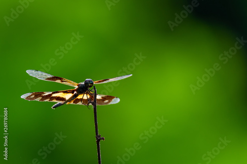 Rhyothemis variegata dragonfly perching on a dry perch