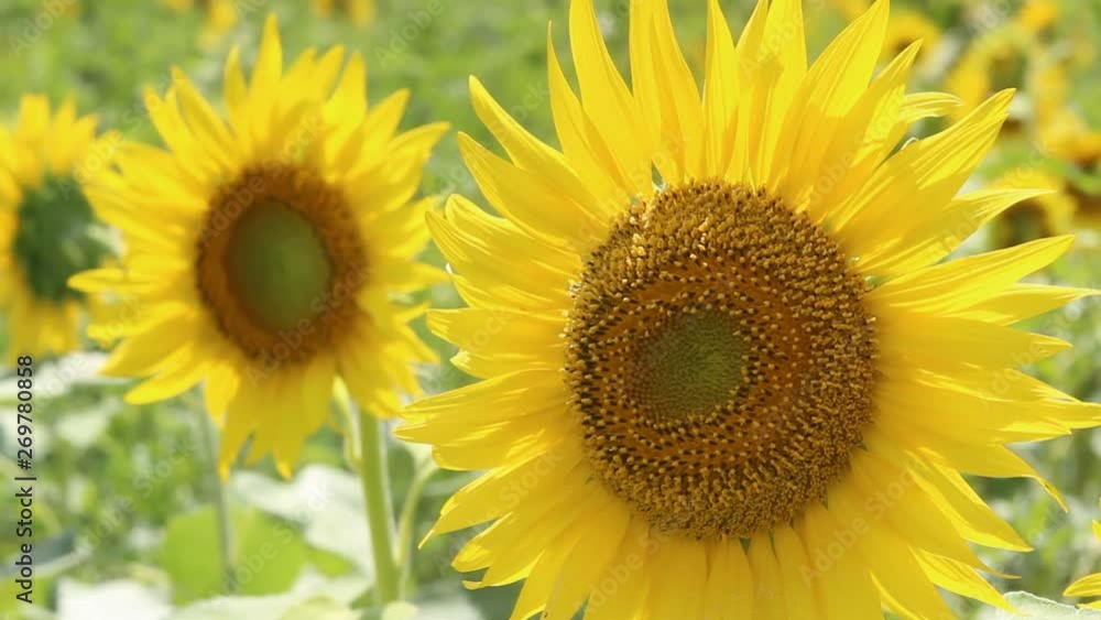 夏イメージ ひまわり 夏イメージ ひまわり