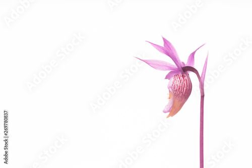 Fotografie Fairy Backside Slipper - Orchid on White