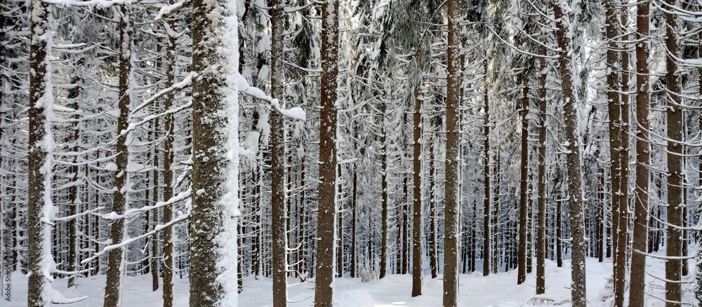 Fototapeta premium panoramic landscape in winter forest
