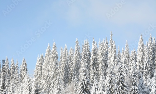 fir trees covered with snow