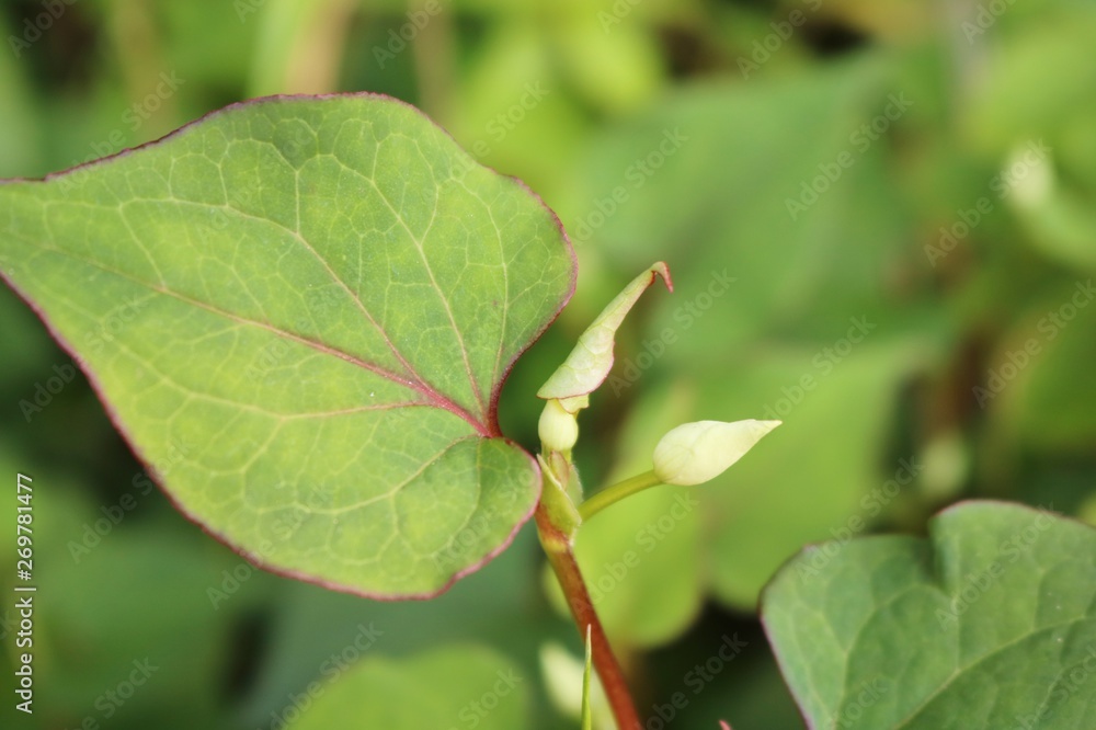 ドクダミ　森　花　春　杤木