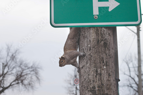 Squirrel photo