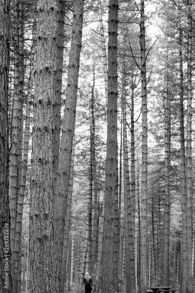 Obraz premium A Girl Lost in the Woods, Taken deep into the forest, the image shows the enormity of the trees compared to the model. Black and white image with strong tones and detail.