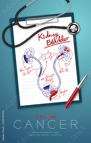 Kidney and Bladder Cancer and infection, Doctor writing and hand sketch drawing on paper chart with pad, pen and stethoscope, Medical Science Organ concept idea illustration isolated with space