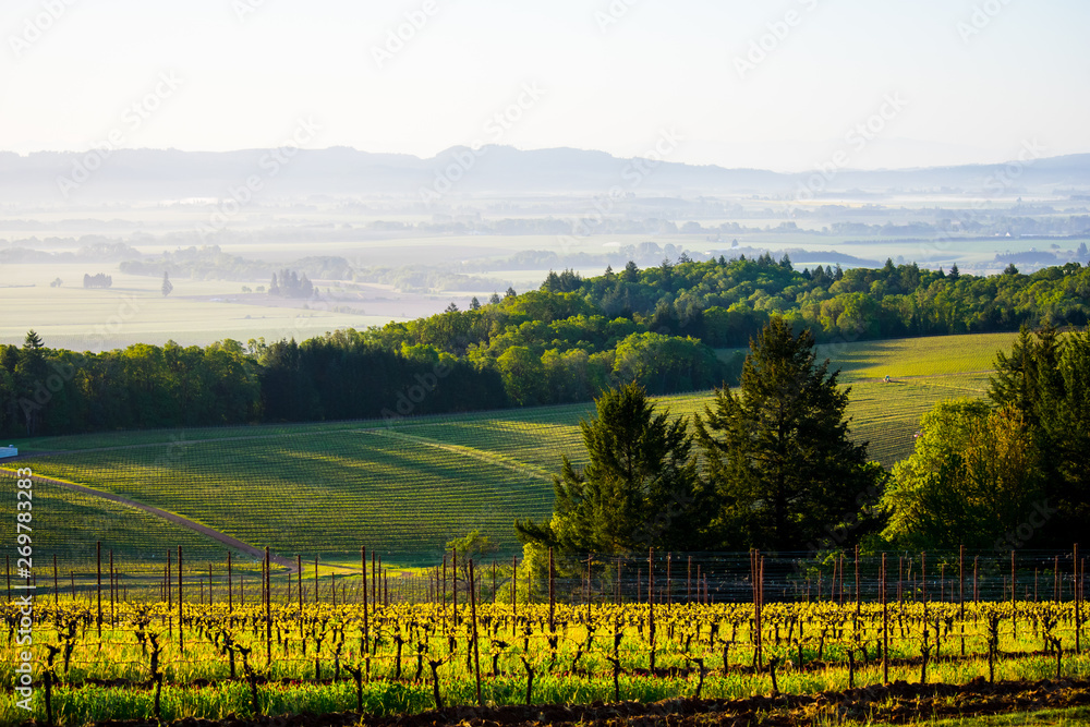 Looking over spring vines to vineyard blocks in the valley below, with dark evergreen trees contrasting against morning shadows.